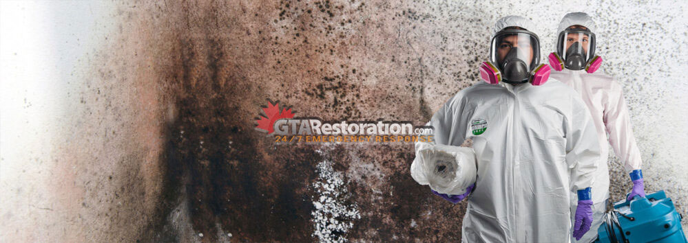 The Importance of Mold Inspection and Testing for Air Quality