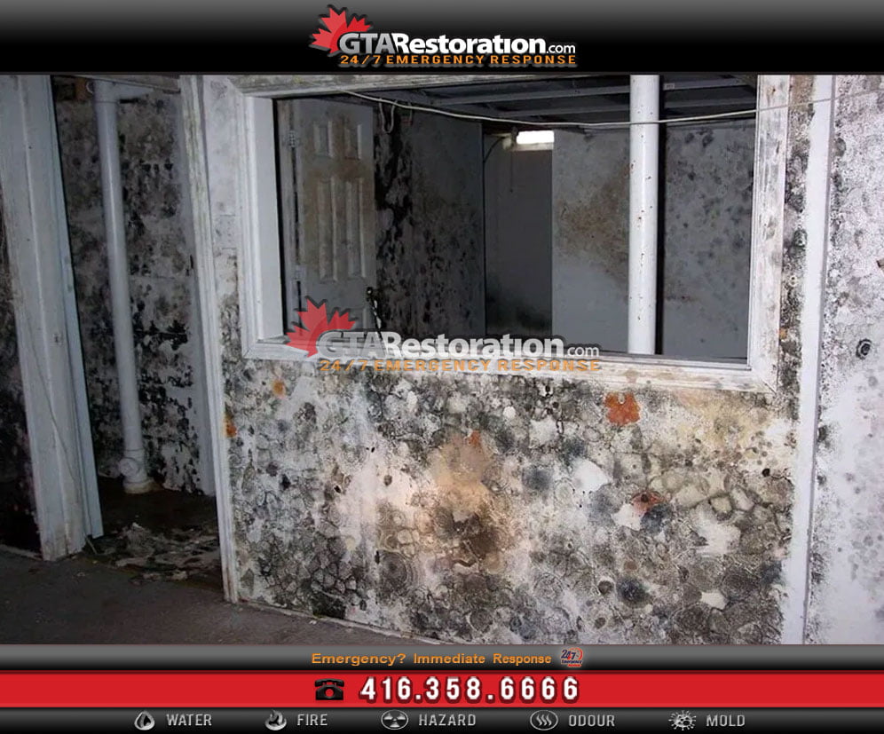 5 Great Tips How to Detect Mold Growth!