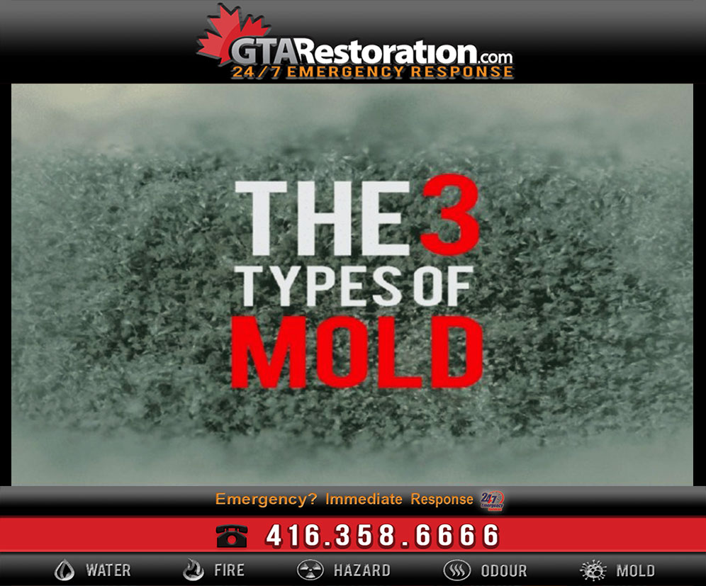 Different-Types-of-Mold_3-Types-of-Mold-Contamination