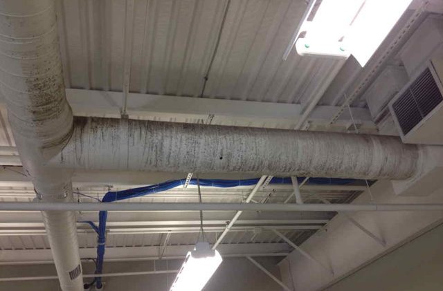 mold removal toronto