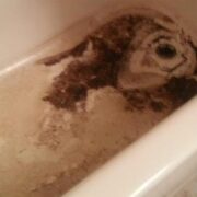 Sewage Backup Bath Toronto Backup Remediation
