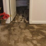 Toronto sewage service Backup Cleanup Remediation
