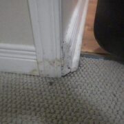Toronto Mold Test