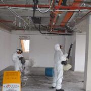 mold removal toronto