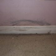 Wall Mold Removal Toronto